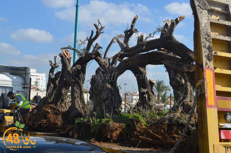 hadm ramla zatoen (10).JPG